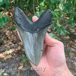 Megalodon Shark Tooth 5.83 X 3.88