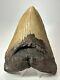 Megalodon Shark Tooth 5.84 Huge Authentic Fossil Amazing 17813