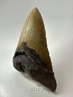 Megalodon Shark Tooth 5.84 Huge Authentic Fossil Amazing 17813