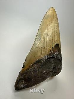 Megalodon Shark Tooth 5.84 Huge Authentic Fossil Amazing 17813