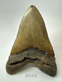 Megalodon Shark Tooth 5.84 Huge Authentic Fossil Amazing 17813