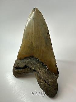 Megalodon Shark Tooth 5.84 Huge Authentic Fossil Amazing 17813