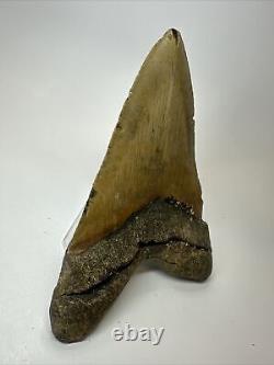 Megalodon Shark Tooth 5.84 Huge Authentic Fossil Amazing 17813