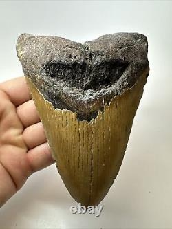 Megalodon Shark Tooth 5.84 Huge Authentic Fossil Amazing 17813