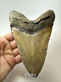 Megalodon Shark Tooth 5.84 Huge Authentic Fossil Amazing 17813