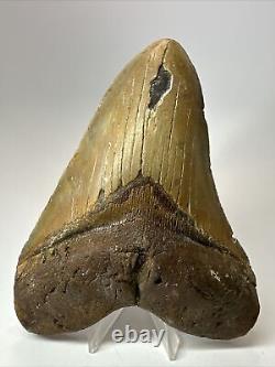 Megalodon Shark Tooth 5.84 Huge Authentic Fossil Natural 17919