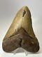 Megalodon Shark Tooth 5.84 Huge Authentic Fossil Natural 17919