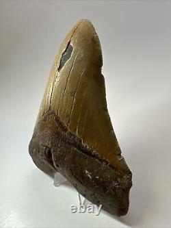 Megalodon Shark Tooth 5.84 Huge Authentic Fossil Natural 17919