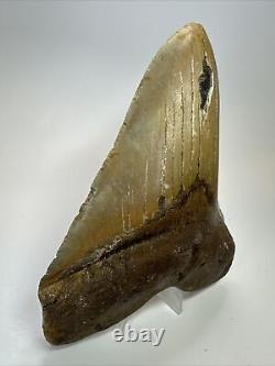 Megalodon Shark Tooth 5.84 Huge Authentic Fossil Natural 17919