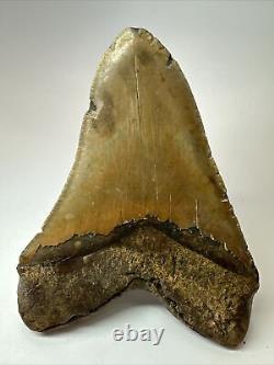 Megalodon Shark Tooth 5.84 Huge Authentic Fossil Natural 17919