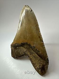 Megalodon Shark Tooth 5.84 Huge Authentic Fossil Natural 17919