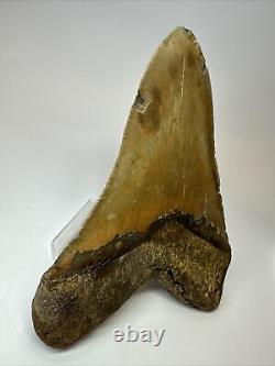 Megalodon Shark Tooth 5.84 Huge Authentic Fossil Natural 17919