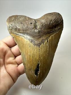 Megalodon Shark Tooth 5.84 Huge Authentic Fossil Natural 17919