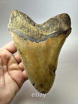 Megalodon Shark Tooth 5.84 Huge Authentic Fossil Natural 17919