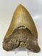 Megalodon Shark Tooth 5.84 Huge Beautiful Fossil Natural 11634