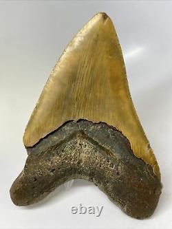 Megalodon Shark Tooth 5.84 Huge Beautiful Fossil Natural 11634