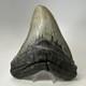 Megalodon Shark Tooth 5.84 Inch Huge Authentic Fossil Amazing Real 20090