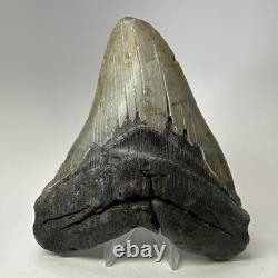 Megalodon Shark Tooth 5.84 Inch Huge Authentic Fossil Amazing Real 20090