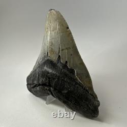 Megalodon Shark Tooth 5.84 Inch Huge Authentic Fossil Amazing Real 20090