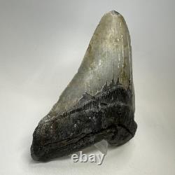 Megalodon Shark Tooth 5.84 Inch Huge Authentic Fossil Amazing Real 20090