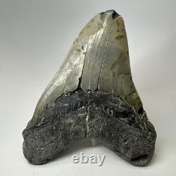 Megalodon Shark Tooth 5.84 Inch Huge Authentic Fossil Amazing Real 20090