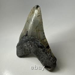 Megalodon Shark Tooth 5.84 Inch Huge Authentic Fossil Amazing Real 20090