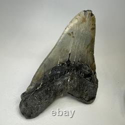Megalodon Shark Tooth 5.84 Inch Huge Authentic Fossil Amazing Real 20090
