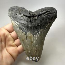 Megalodon Shark Tooth 5.84 Inch Huge Authentic Fossil Amazing Real 20090