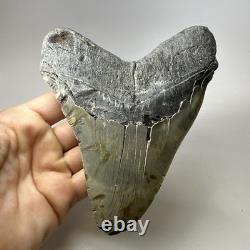 Megalodon Shark Tooth 5.84 Inch Huge Authentic Fossil Amazing Real 20090
