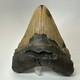 Megalodon Shark Tooth 5.84 Inch Huge Authentic Fossil Beautiful Teeth 19749