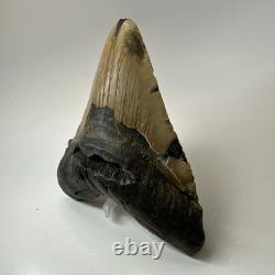 Megalodon Shark Tooth 5.84 Inch Huge Authentic Fossil Beautiful Teeth 19749