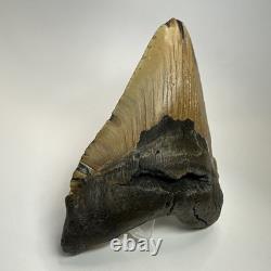 Megalodon Shark Tooth 5.84 Inch Huge Authentic Fossil Beautiful Teeth 19749