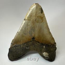 Megalodon Shark Tooth 5.84 Inch Huge Authentic Fossil Beautiful Teeth 19749