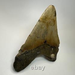 Megalodon Shark Tooth 5.84 Inch Huge Authentic Fossil Beautiful Teeth 19749