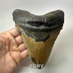 Megalodon Shark Tooth 5.84 Inch Huge Authentic Fossil Beautiful Teeth 19749