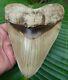 Megalodon Shark Tooth 5.84 In Best Of The Best Indonesian No Restoration
