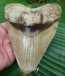 Megalodon Shark Tooth 5.84 in BEST of the BEST INDONESIAN NO RESTORATION