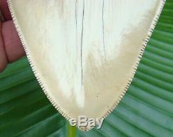 Megalodon Shark Tooth 5.84 in BEST of the BEST INDONESIAN NO RESTORATION
