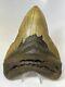 Megalodon Shark Tooth 5.85 Huge Amazing Fossil Authentic 7540