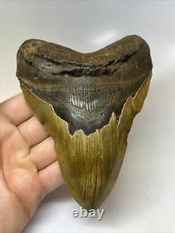 Megalodon Shark Tooth 5.85 Huge Amazing Fossil Authentic 7540