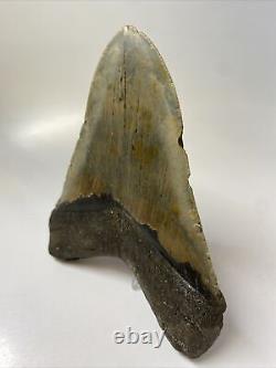 Megalodon Shark Tooth 5.85 Huge Natural Fossil Real 10910