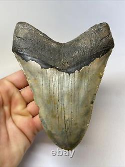 Megalodon Shark Tooth 5.85 Huge Natural Fossil Real 10910
