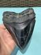 Megalodon Shark Tooth 5.85 Huge Specimen Polished With Pyrite Inlay