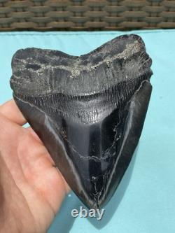 Megalodon Shark Tooth 5.85 Huge Specimen Polished With Pyrite Inlay