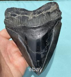 Megalodon Shark Tooth 5.85 Huge Specimen Polished With Pyrite Inlay