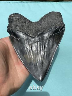 Megalodon Shark Tooth 5.85 Huge Specimen Polished With Pyrite Inlay