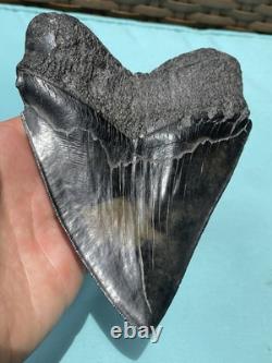 Megalodon Shark Tooth 5.85 Huge Specimen Polished With Pyrite Inlay