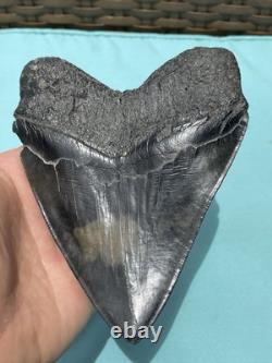Megalodon Shark Tooth 5.85 Huge Specimen Polished With Pyrite Inlay