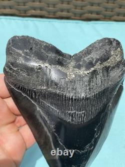 Megalodon Shark Tooth 5.85 Huge Specimen Polished With Pyrite Inlay