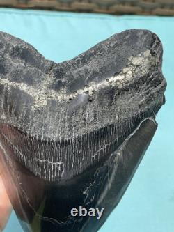 Megalodon Shark Tooth 5.85 Huge Specimen Polished With Pyrite Inlay